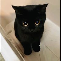 albanianblackcat