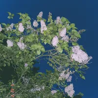 original sound - tsuukerka