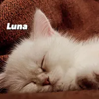 original sound - alluna322