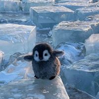 penguin.sareawesome3