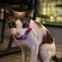 เสียงต้นฉบับ - I_au’n