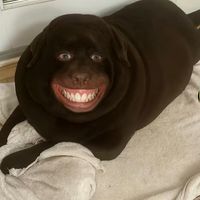 randommemesifound1234