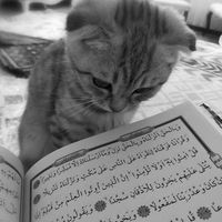 kaemuslim