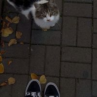 suara asli - Miss_marshmellow⋆.𐙚 ̊