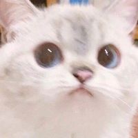 nhạc nền - Ying🌷