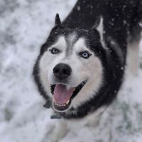 2huskiess