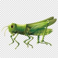 grasshopper.ej