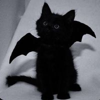 kittybatgirlll