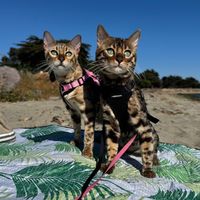 nando_with_bengalcats