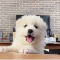panda_20240101
