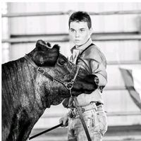 cow_show_pimp