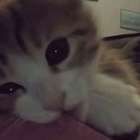 оригинальный звук