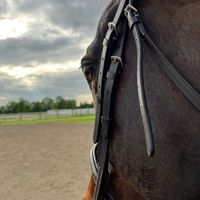 lemuiex_ponies_4ever