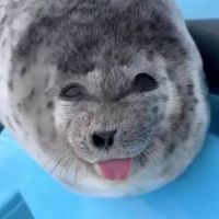 soul eater resonance