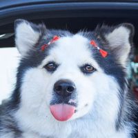 la_pomsky