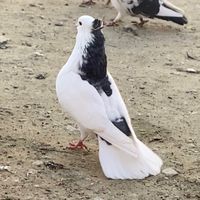 svlkaradak