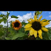 eljardinde_losgirasoles