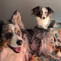 bellaandrockieandsammie