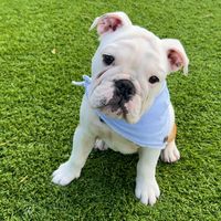 a.bulldog.named.goose