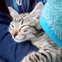 diablos_rey_de_reyes