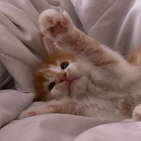 horusmainecoon