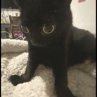 beasouzae