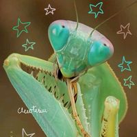 mantisology