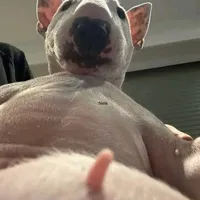 Don Dada Slowed X Light