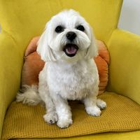 lili_i_drugari