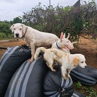 mascotascastilloreyes