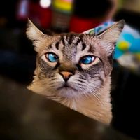 o.gatto.toddy