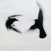 vicoxxcc