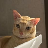 catmagor