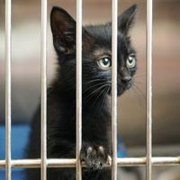 savingsheltercats
