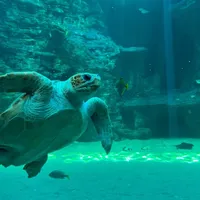 original sound - watercore6