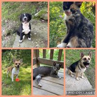 _caninefelinecraze2.0