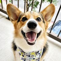 sirwinstonwigglebutt