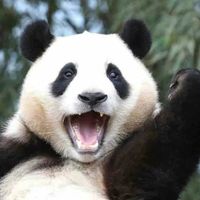 原聲 - bibibi_0321