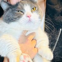 sonido original - Niko