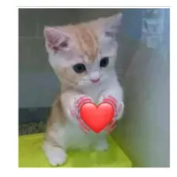 original sound - cherry_1slimaz