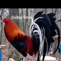 guadalupeaguila142