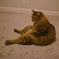 original sound - honge.ae