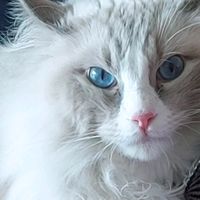 oscar.il.gatto