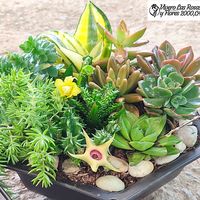 viverorosasyflores2000