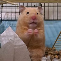 hamster_faces