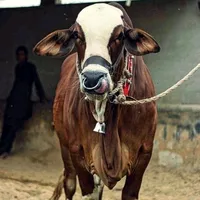 original sound - mandizone_99