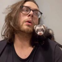 ferretdaddy
