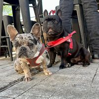 travelingfrenchie