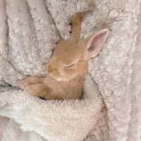 littlestpetshopbunny