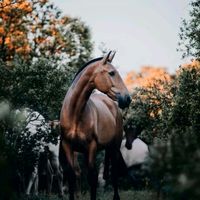 horse_rocky
